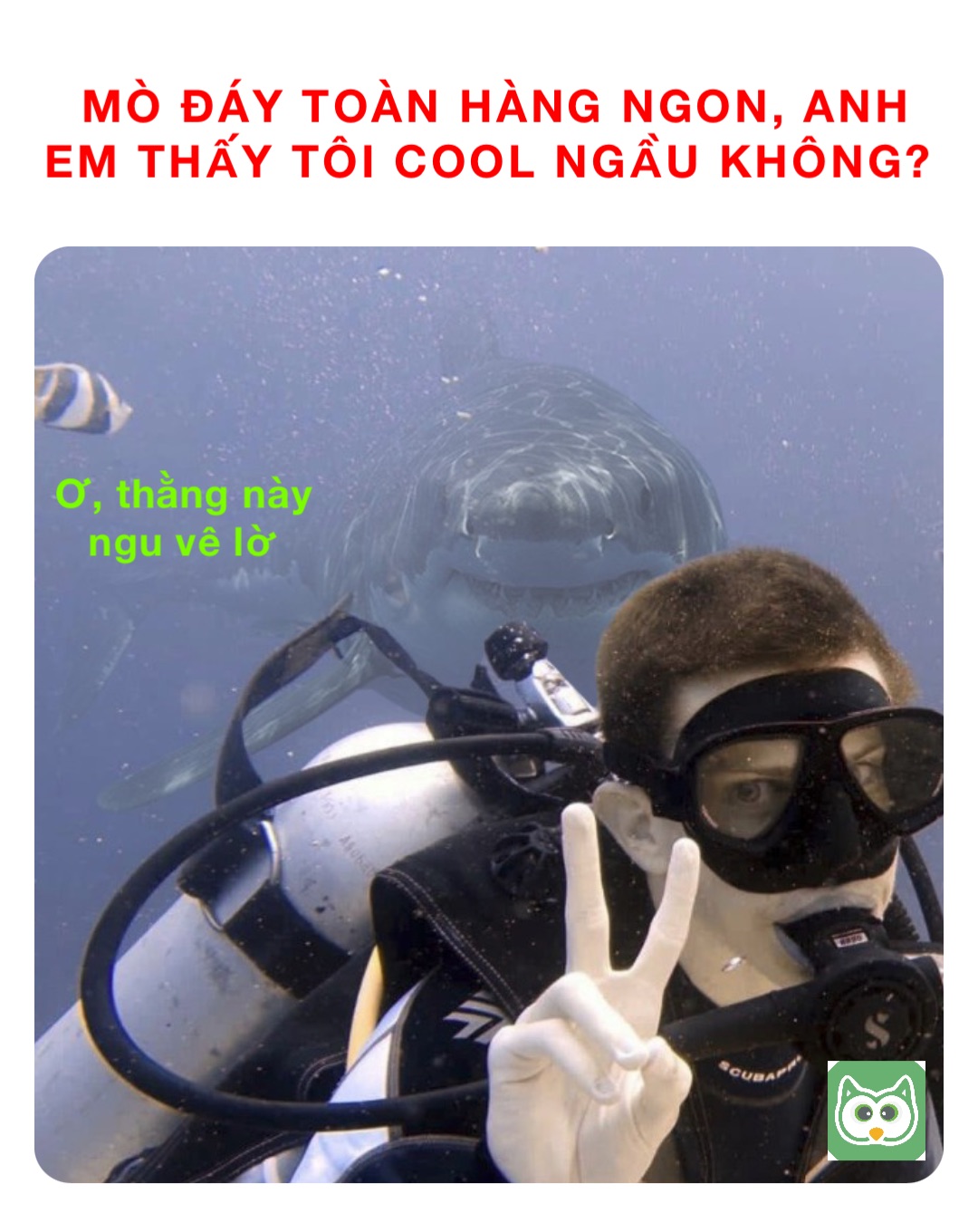 MÒ ĐÁY TOÀN HÀNG NGON, ANH EM THẤY TÔI COOL NGẦU KHÔNG? Ơ, thằng này ngu vê lờ