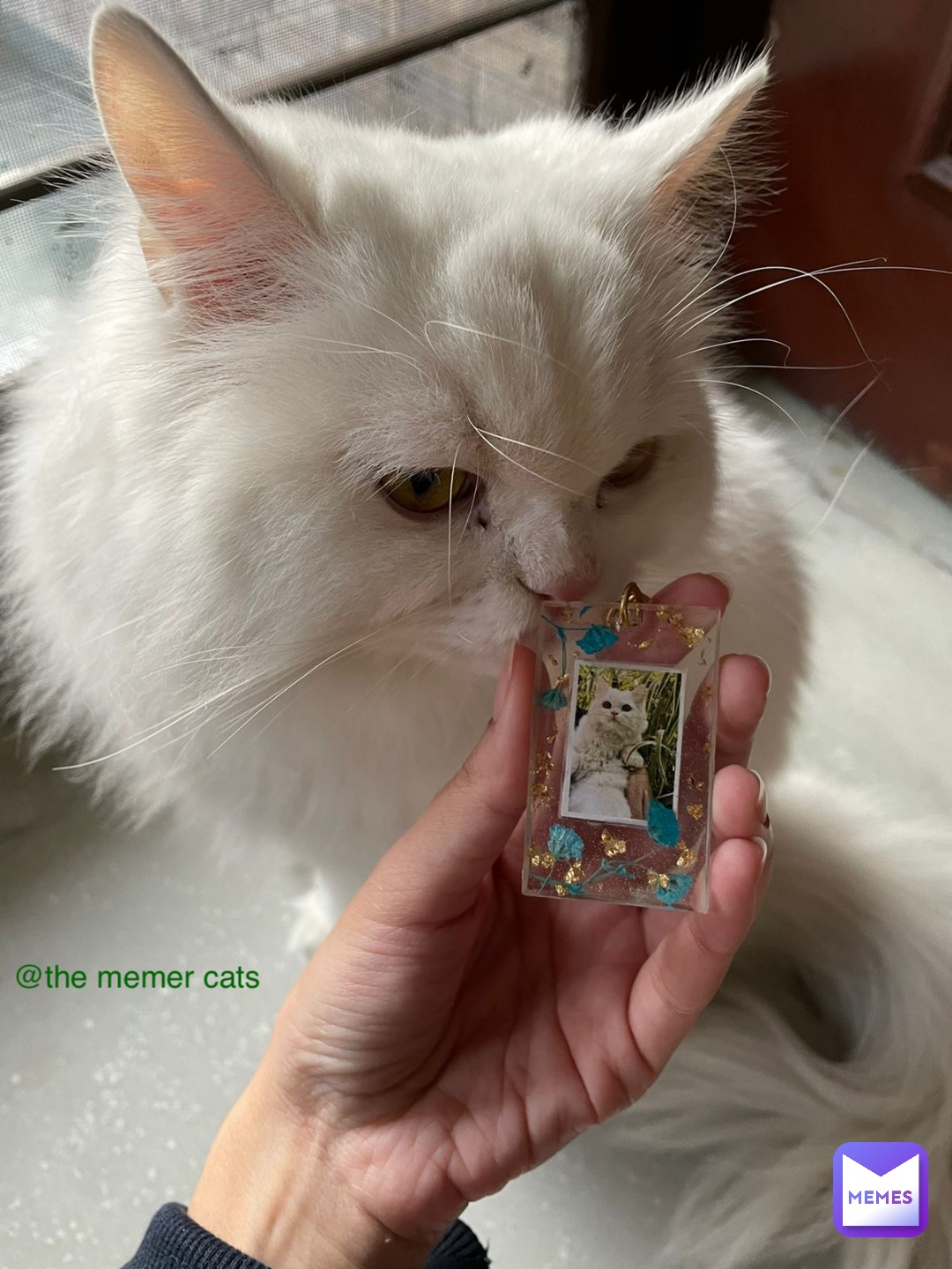 Meme by The_memer_cats