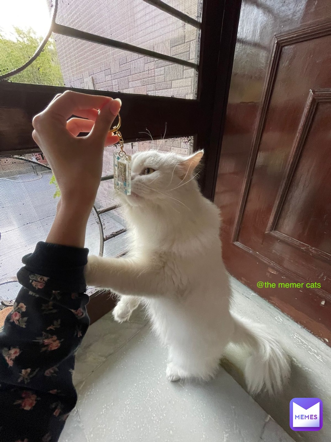 Meme by The_memer_cats