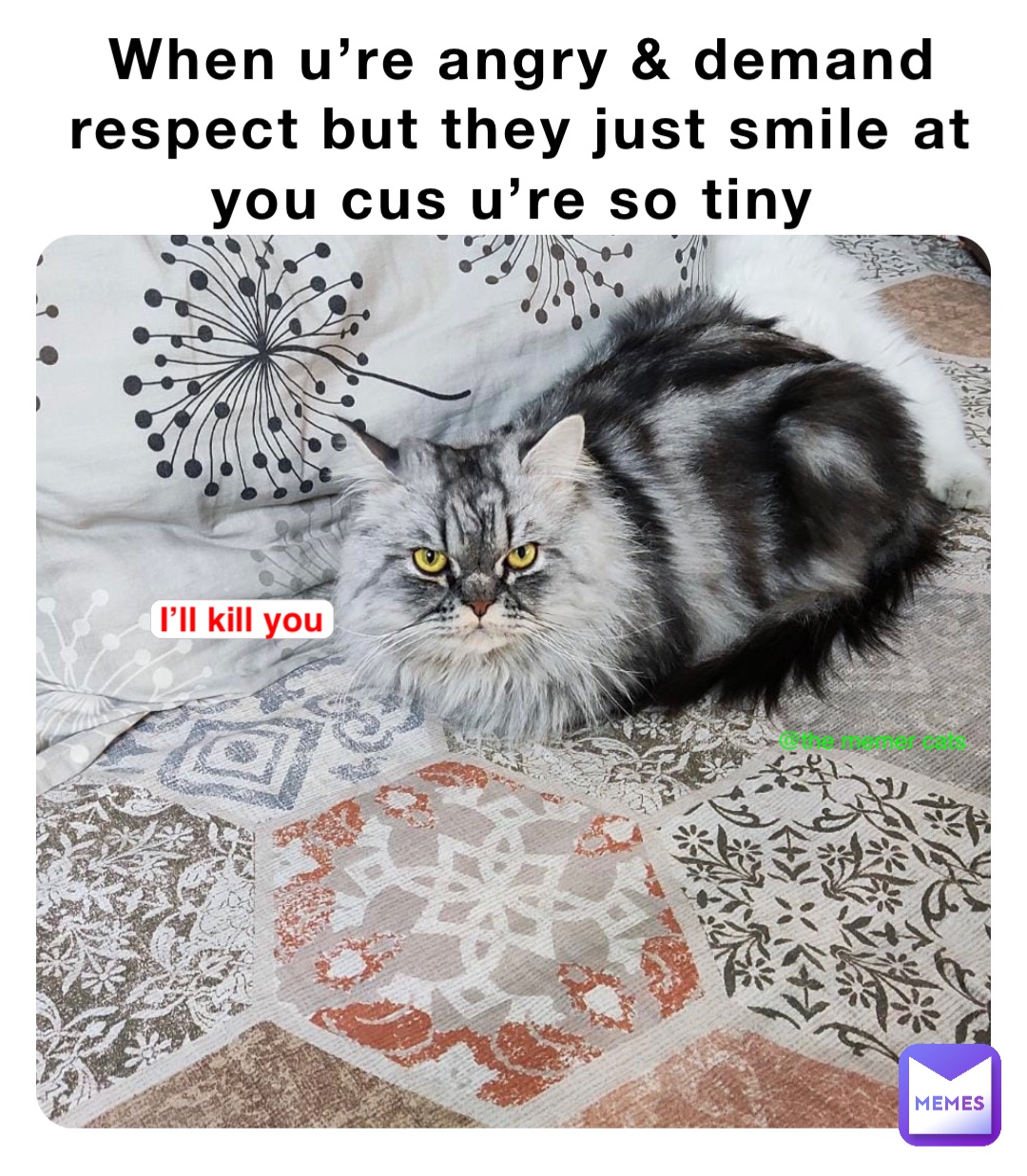 When u’re angry & demand respect but they just smile at you cus u’re so tiny I’ll kill you @the memer cats