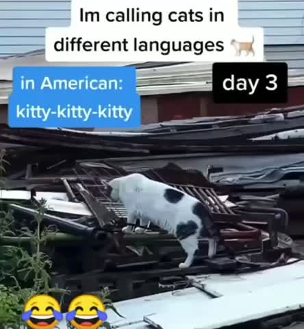 Meme shared by @s2016375