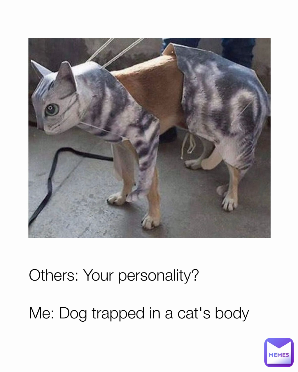 Others: Your personality? 

Me: Dog trapped in a cat's body