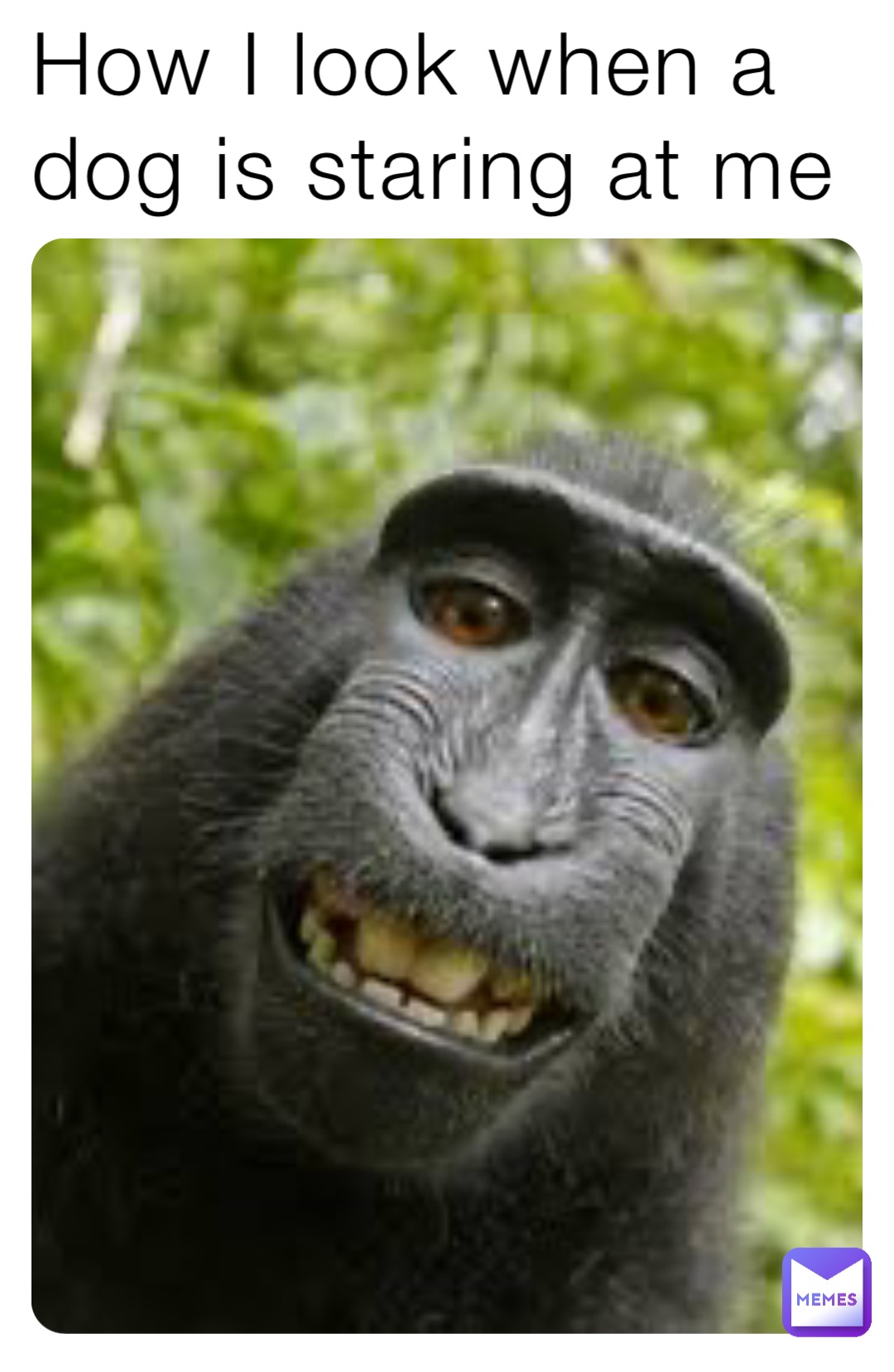 How I look when a dog is staring at me