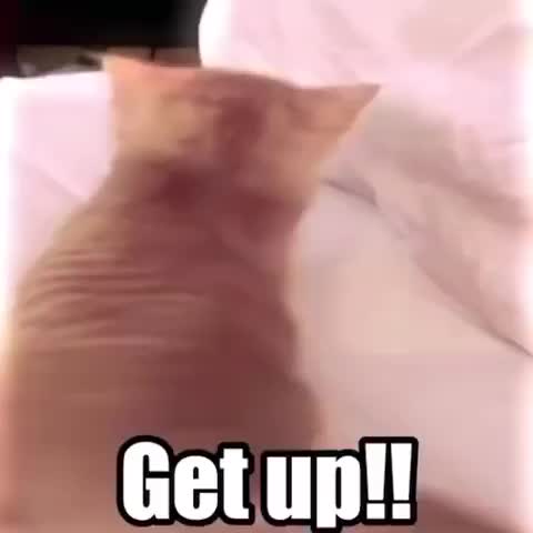 lol