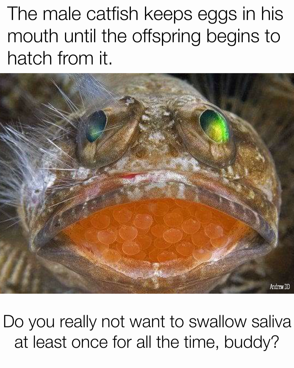 The male catfish keeps eggs in his mouth until the offspring begins to