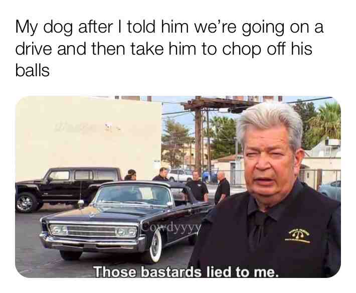 Sorry doggo
