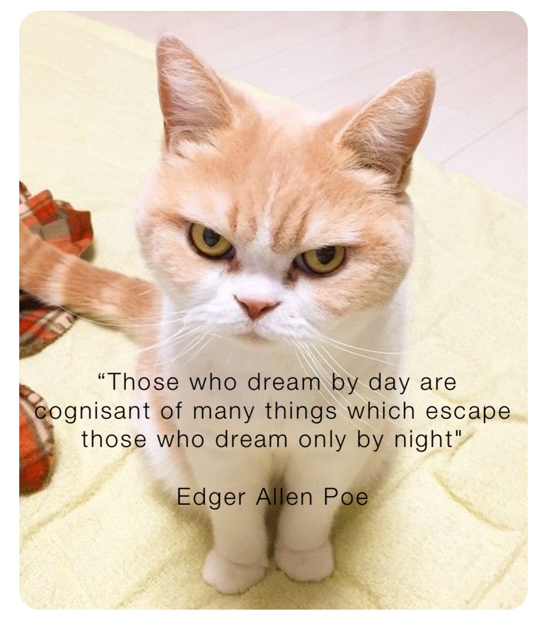 “Those who dream by day are cognisant of many things which escape those who dream only by night"

Edger Allen Poe