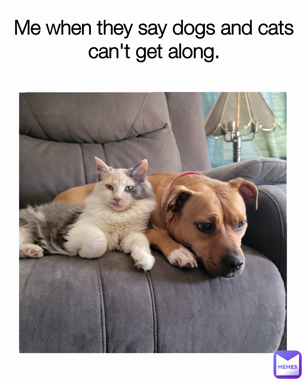 Me when they say dogs and cats can't get along.