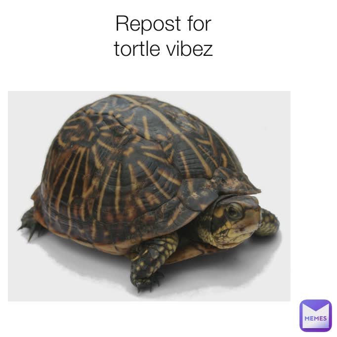 Repost for tortle vibez