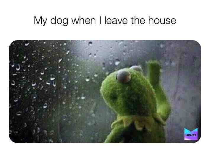 #dogmemes #kermitmemeshefrog #kermitmemes #memes #dailymeme