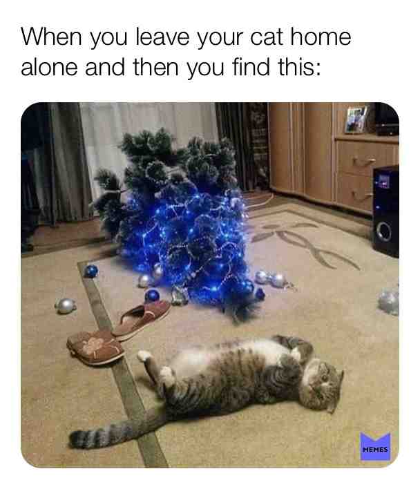 #cat #cats #catmeme #Christmas #christmastree