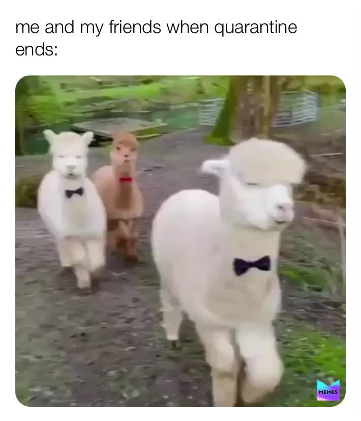Meme shared by @leapoldm