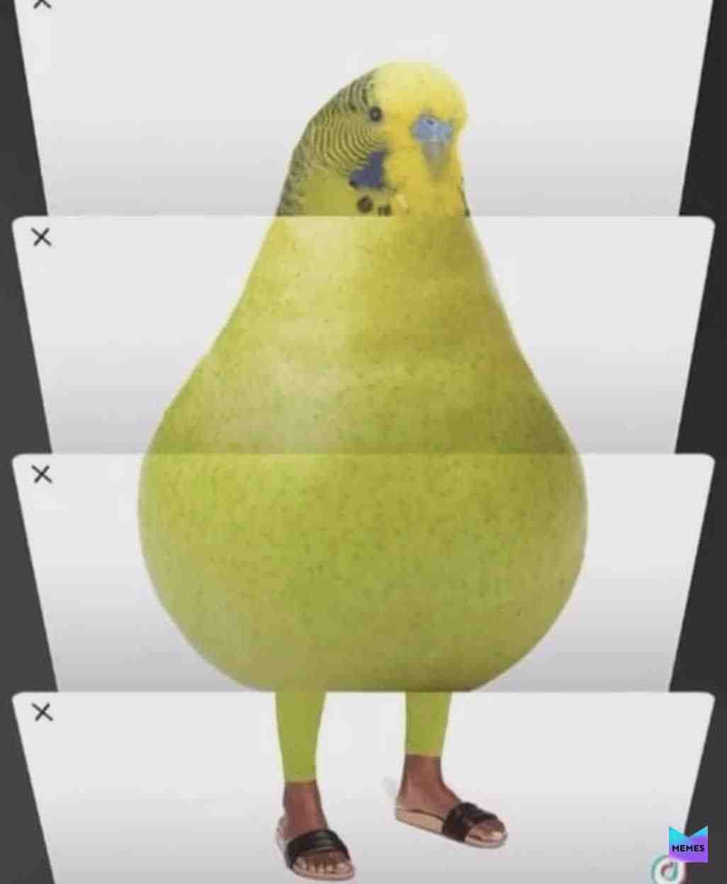 Ayo pear-akeet