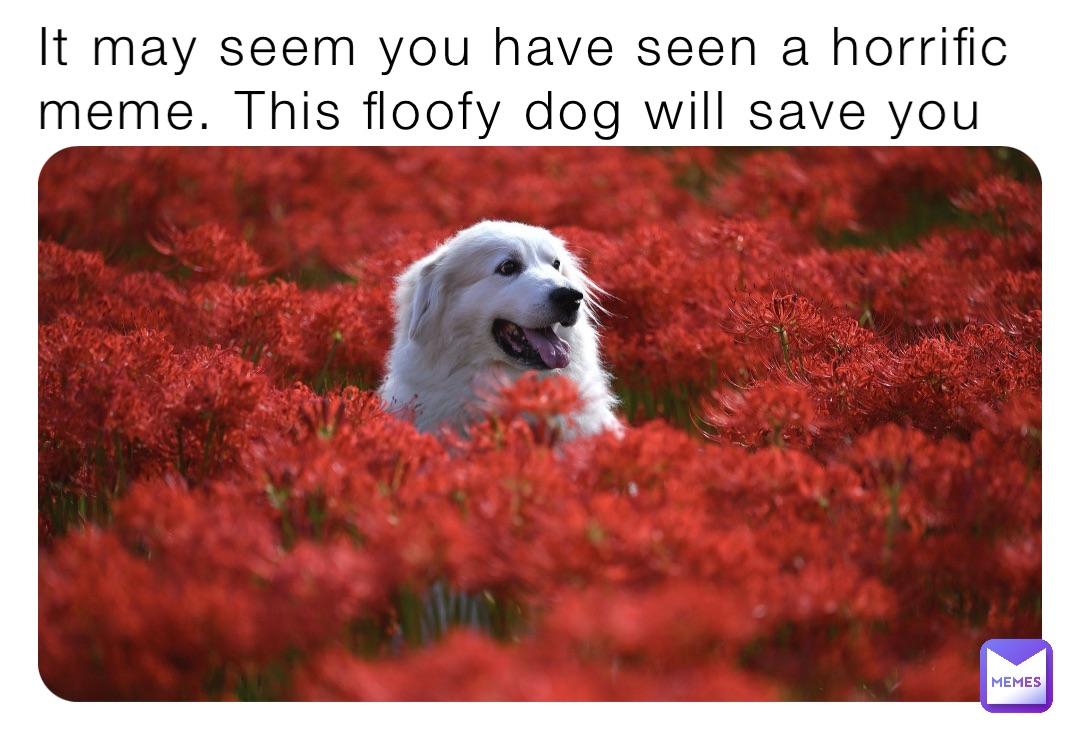 it-may-seem-you-have-seen-a-horrific-meme-this-floofy-dog-will-save