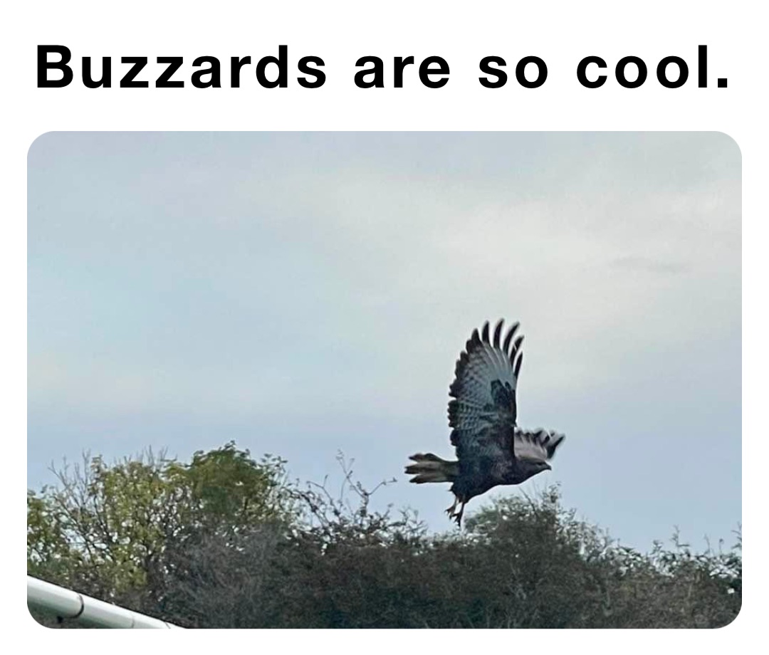 Buzzards are so cool. kphypnotherapy Memes