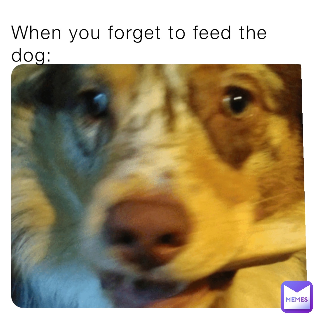 When you forget to feed the dog: