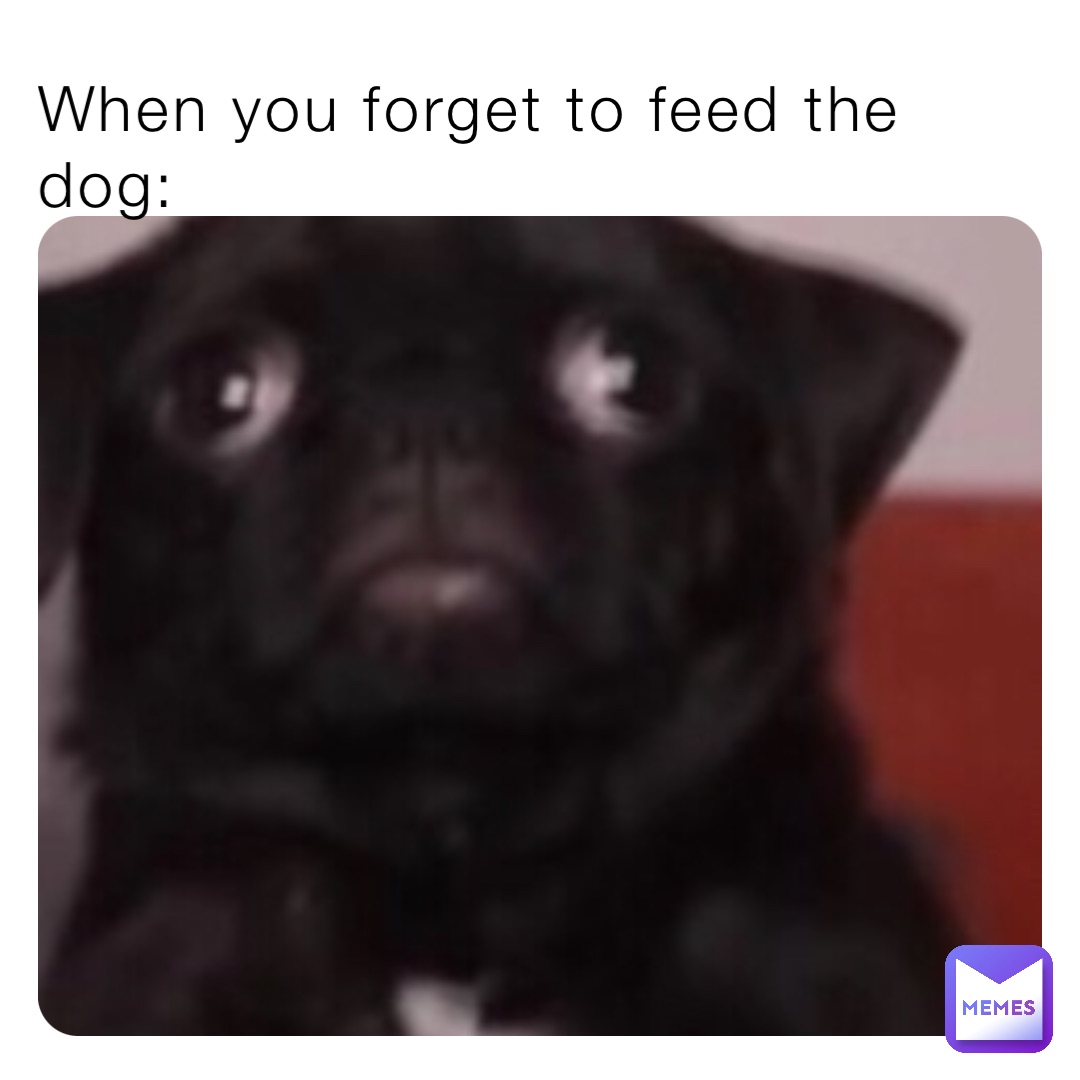 When you forget to feed the dog: