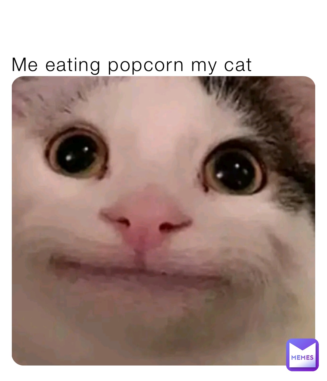 cat eating popcorn meme