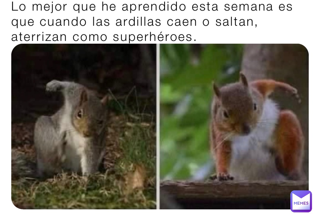 Lo mejor que he aprendido esta semana es que cuando las ardillas caen o saltan, aterrizan como superhéroes.
