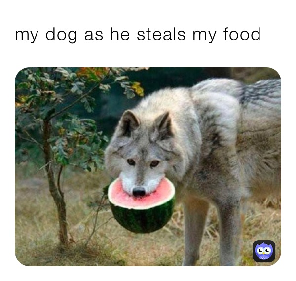 my dog as he steals my food
