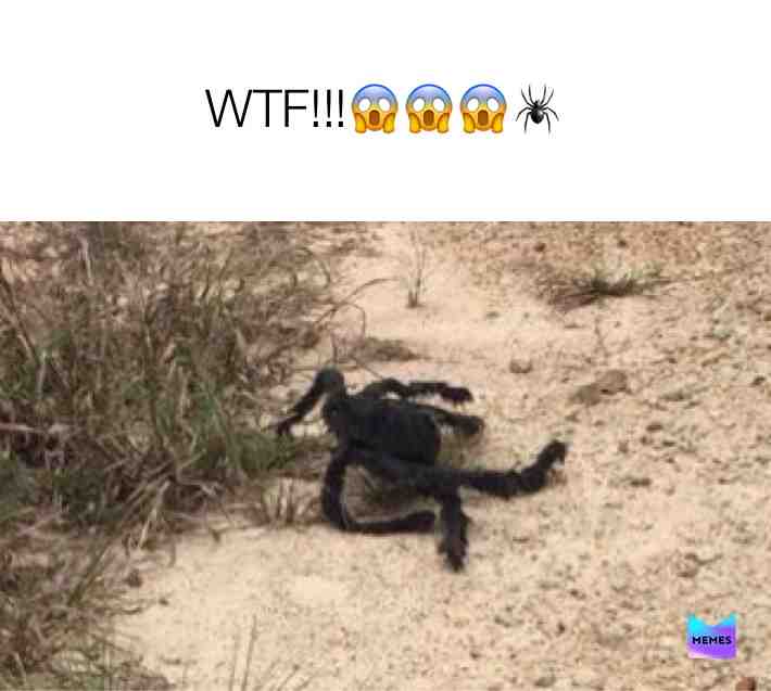 Ever seen one in real life??? π¦π· #spiders #spider #arachnophobia