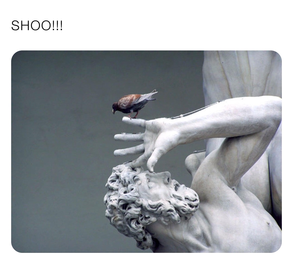 SHOO!!!