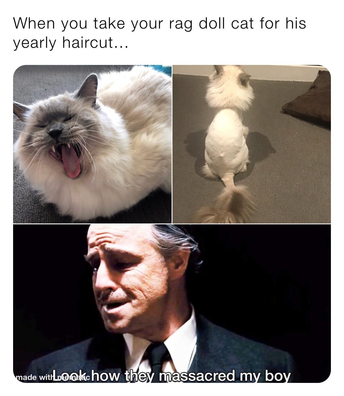 When you take your rag doll cat for his yearly haircut...
