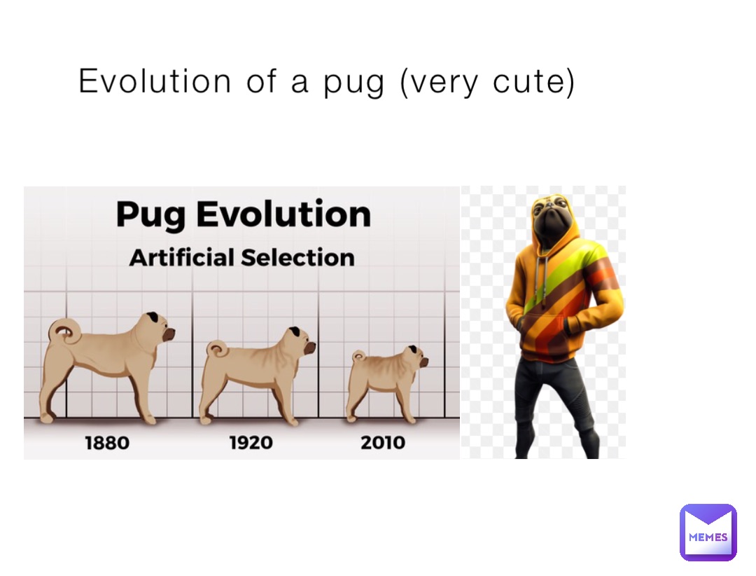 Evolution of a pug (very cute)