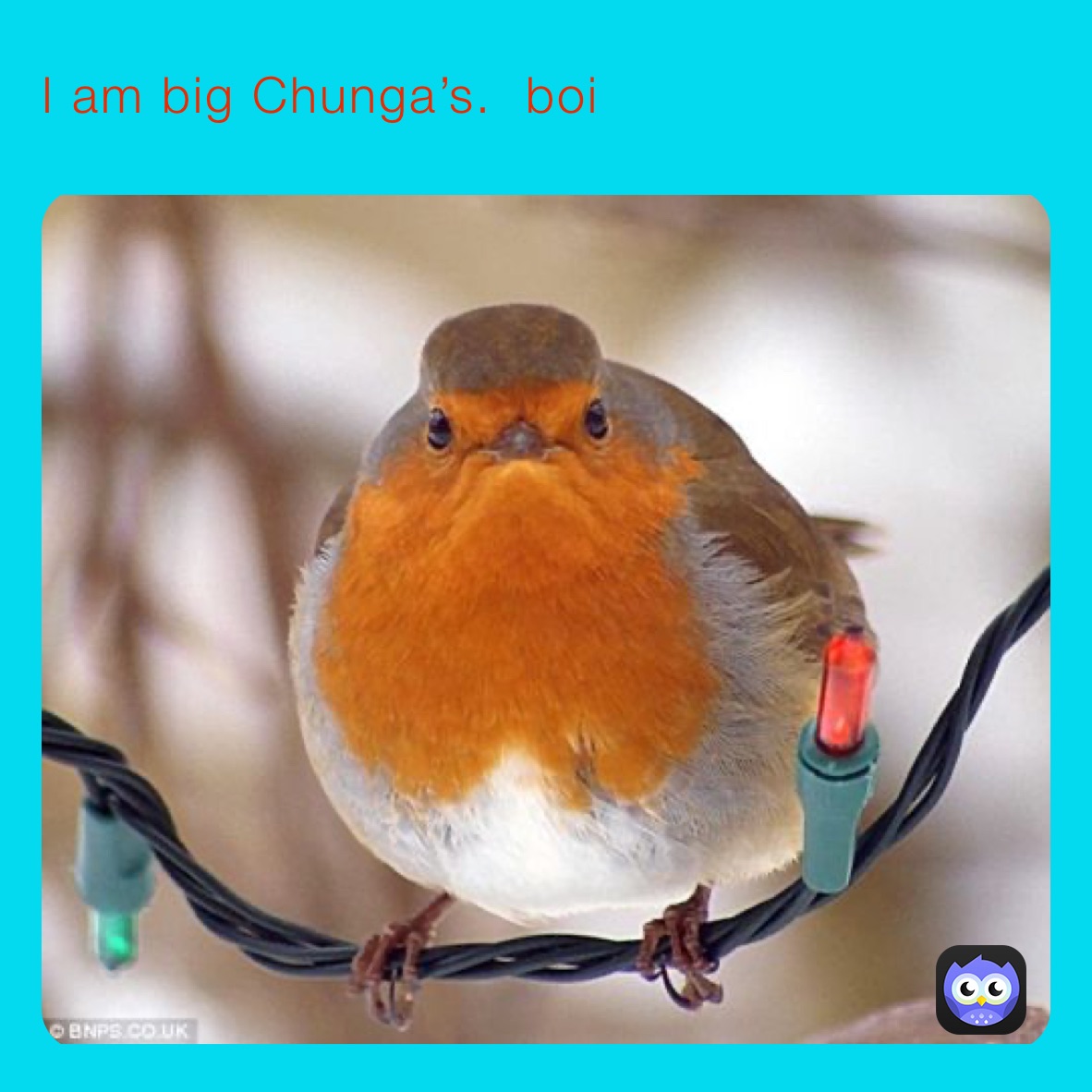 I am big Chunga’s.  boi ￼