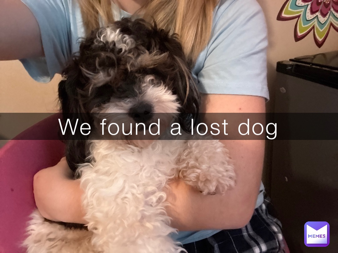 We found a lost dog