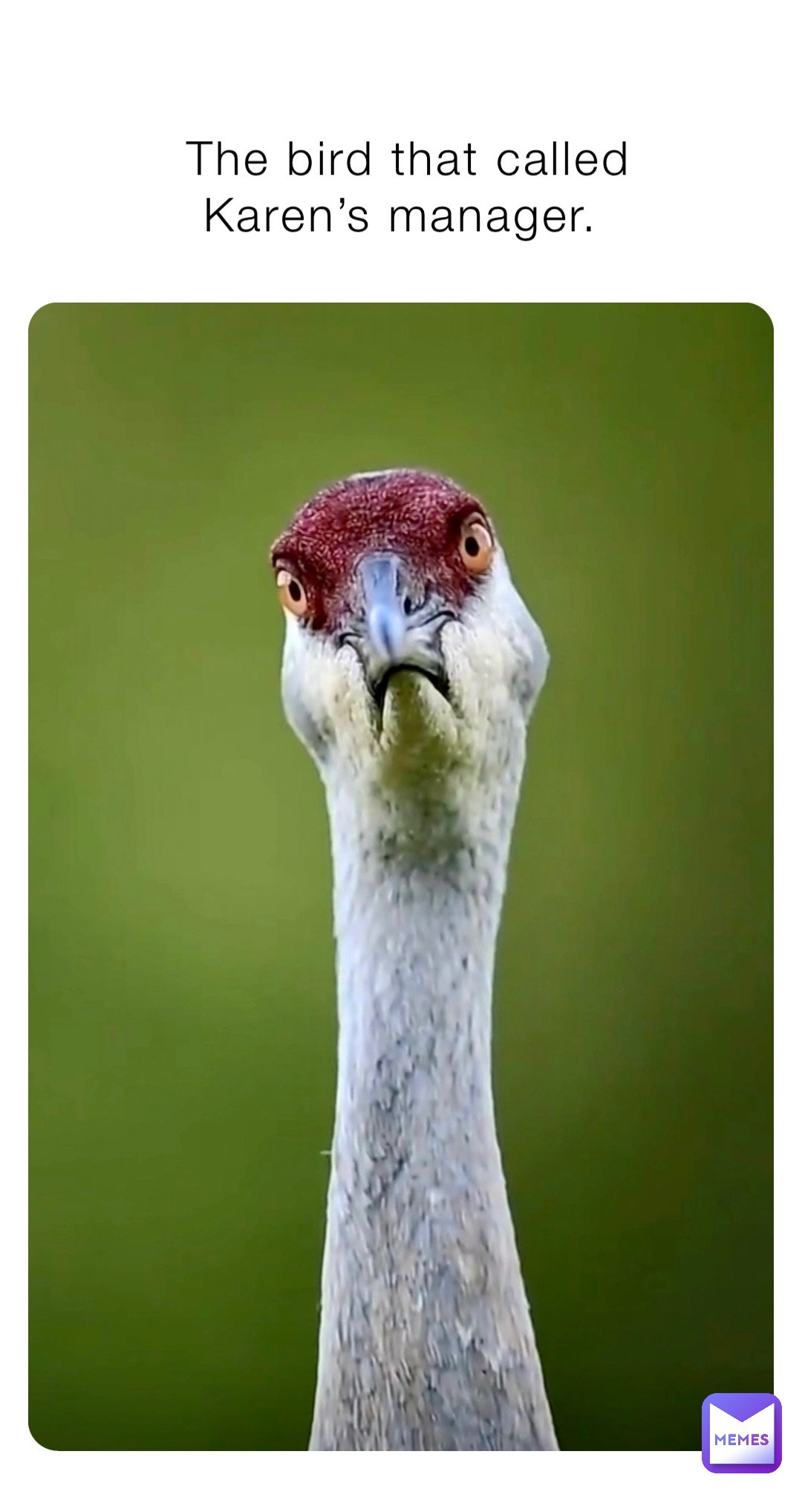 The bird that called 
Karen’s manager.