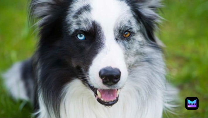 Meme by alexthesweat