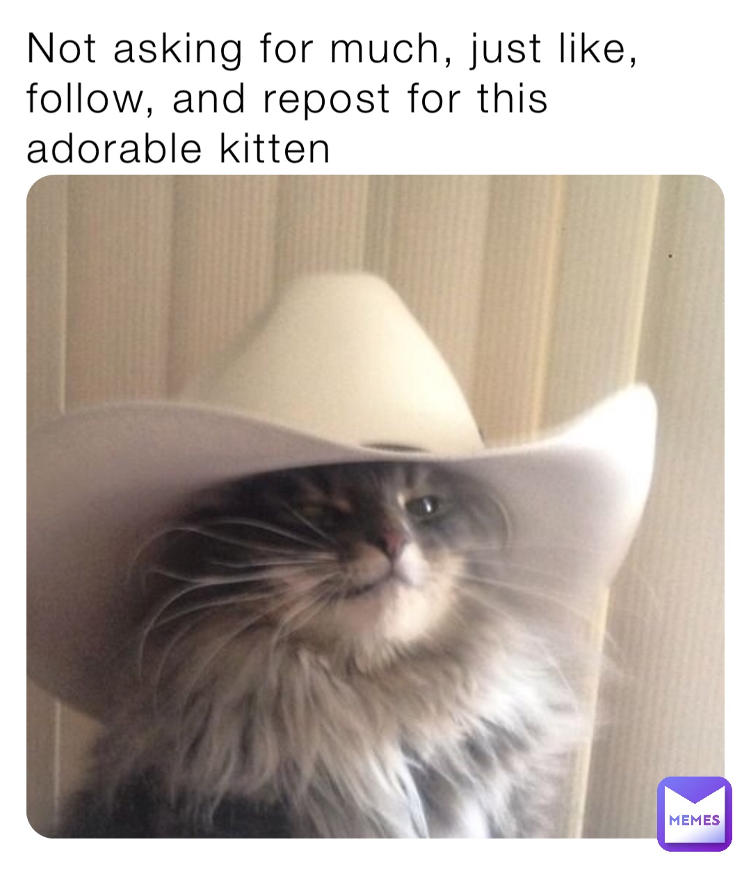 Not asking for much, just like, follow, and repost for this adorable kitten