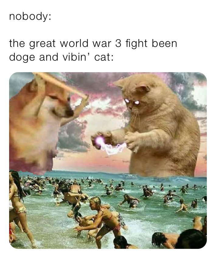 nobody: the great world war 3 fight been doge and vibin’ cat ...