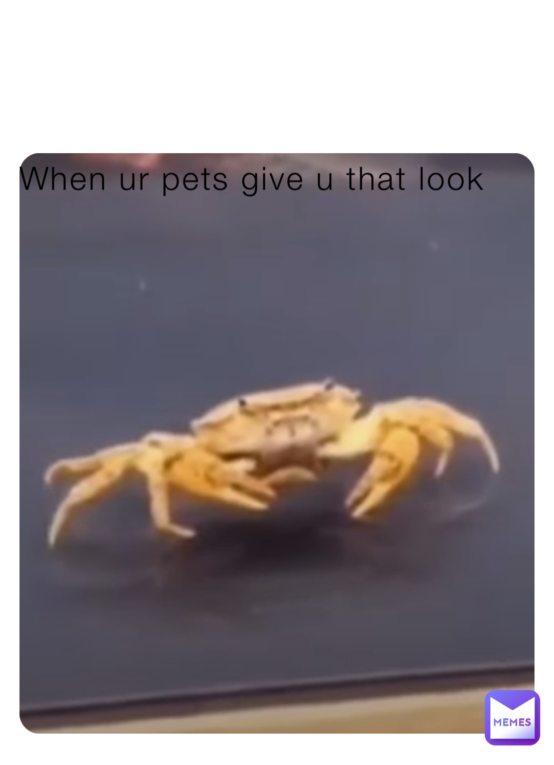 When ur pets give u that look