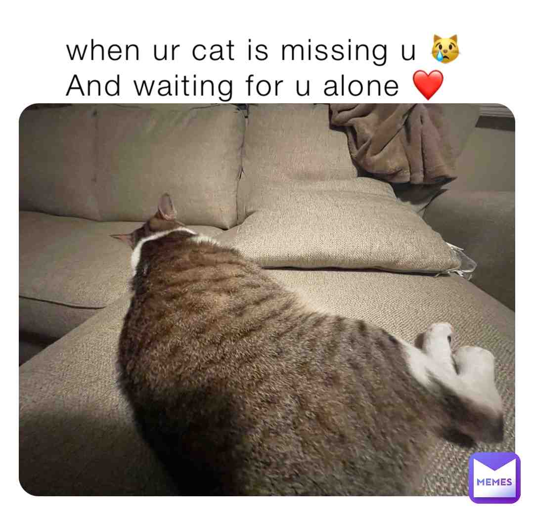 this is my cat when im gone