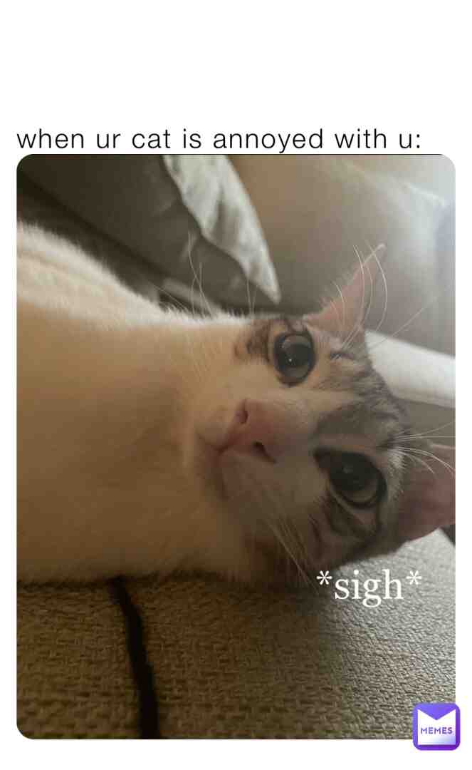 this is my cat sometimes lol