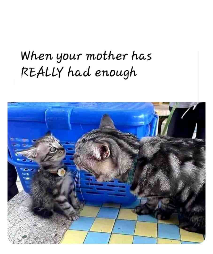 Meme shared by @BLACKGACHA_CAT