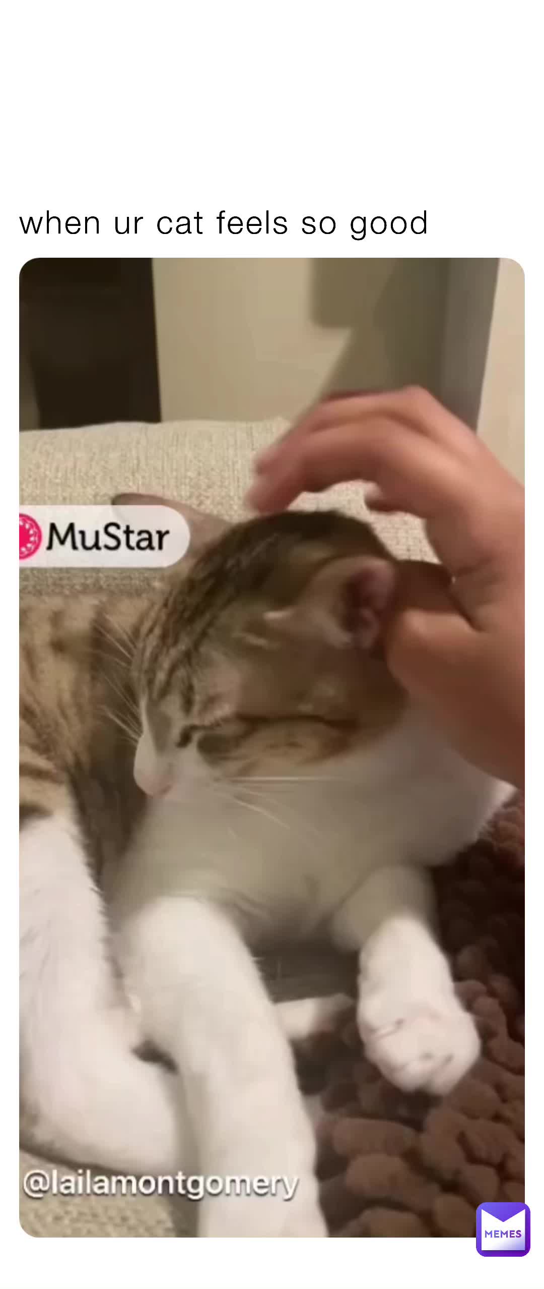 Shawn mendes cat meme lol