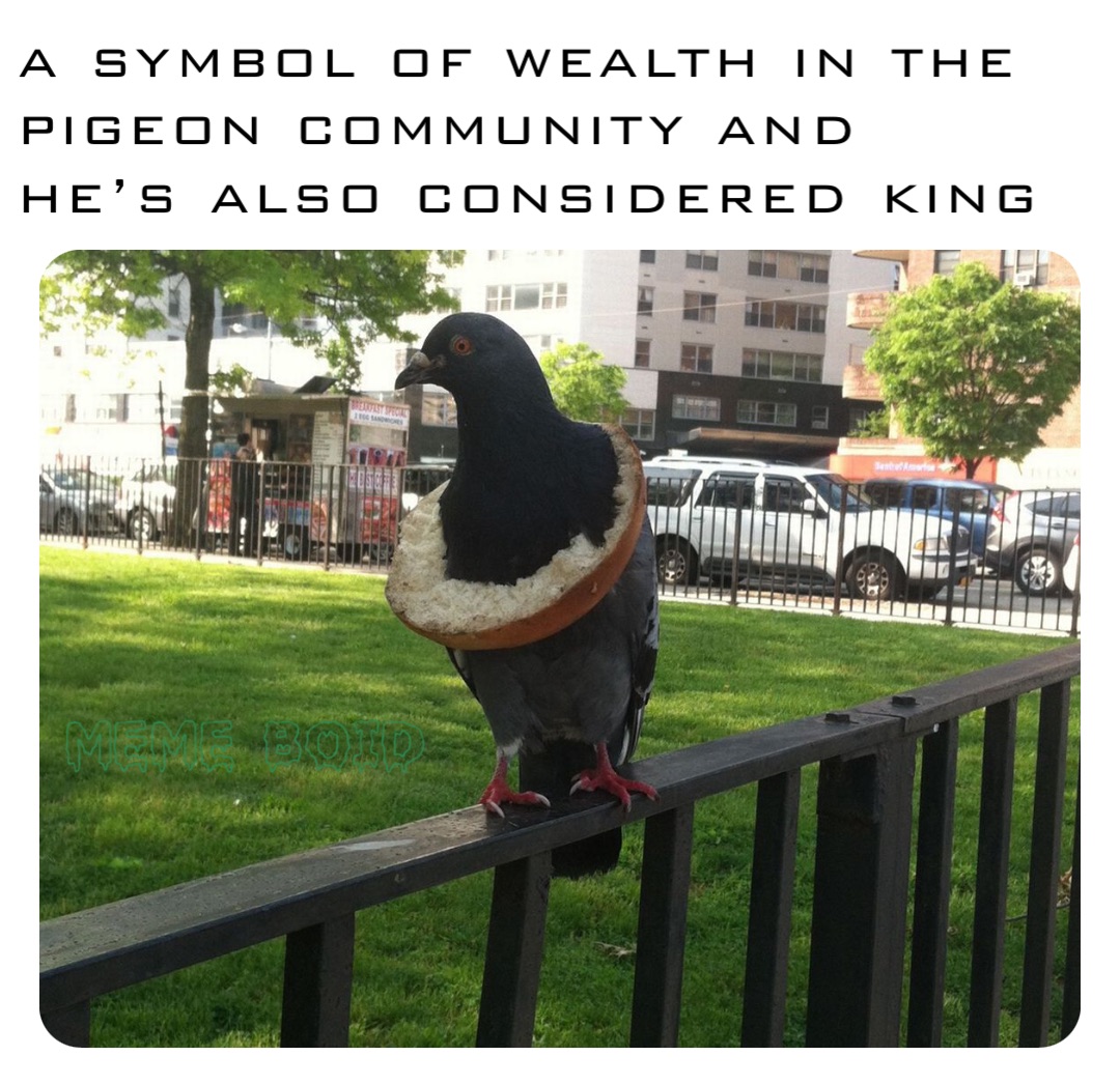 a-symbol-of-wealth-in-the-pigeon-community-and-he-s-also-considered