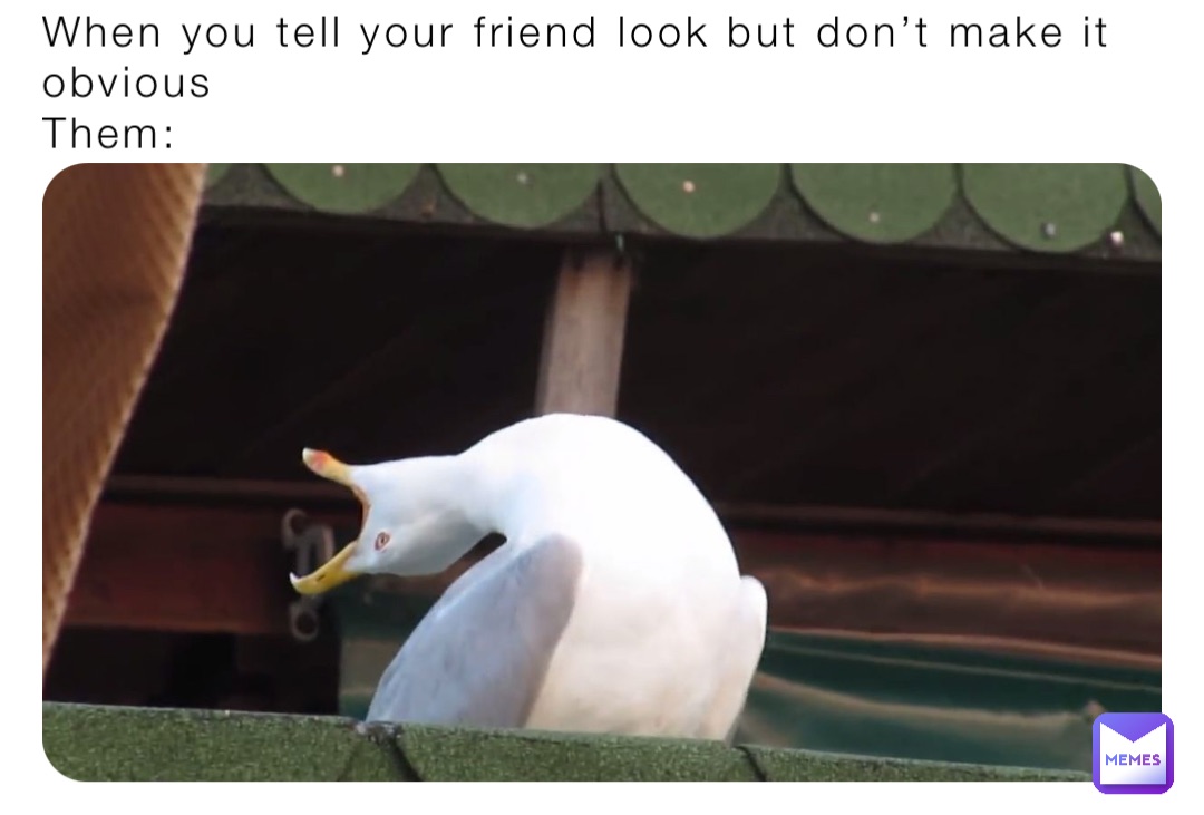 When you tell your friend look but don’t make it obvious 
Them: