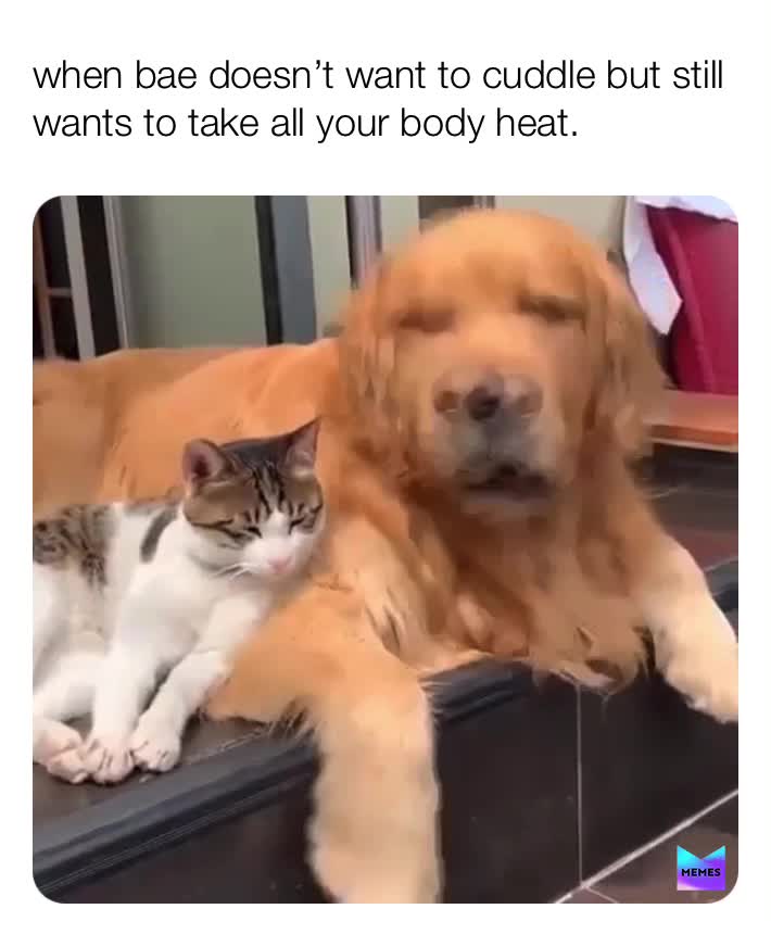 #meme  #girlfriend  #doggos  #cats