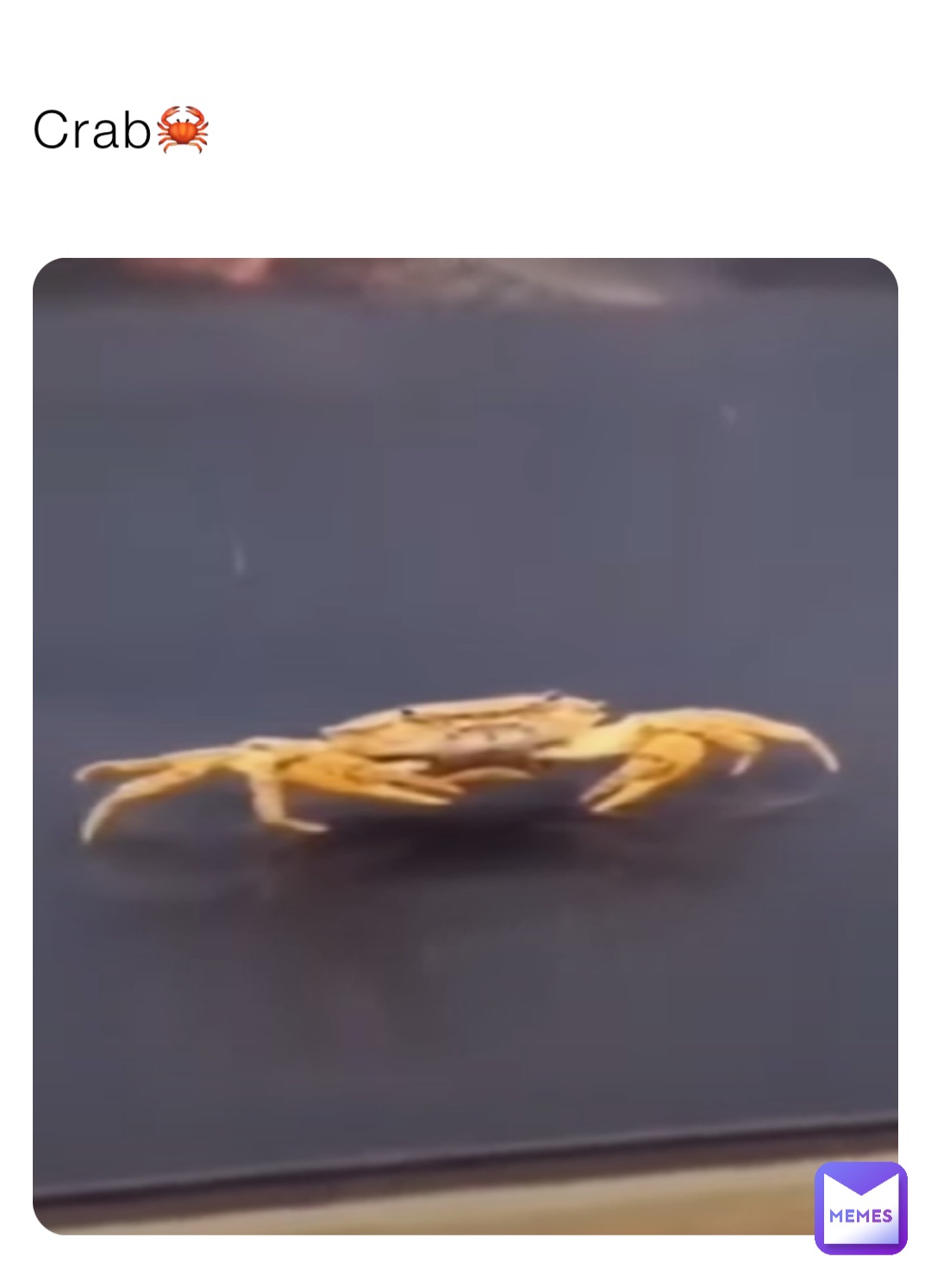 Crab🦀