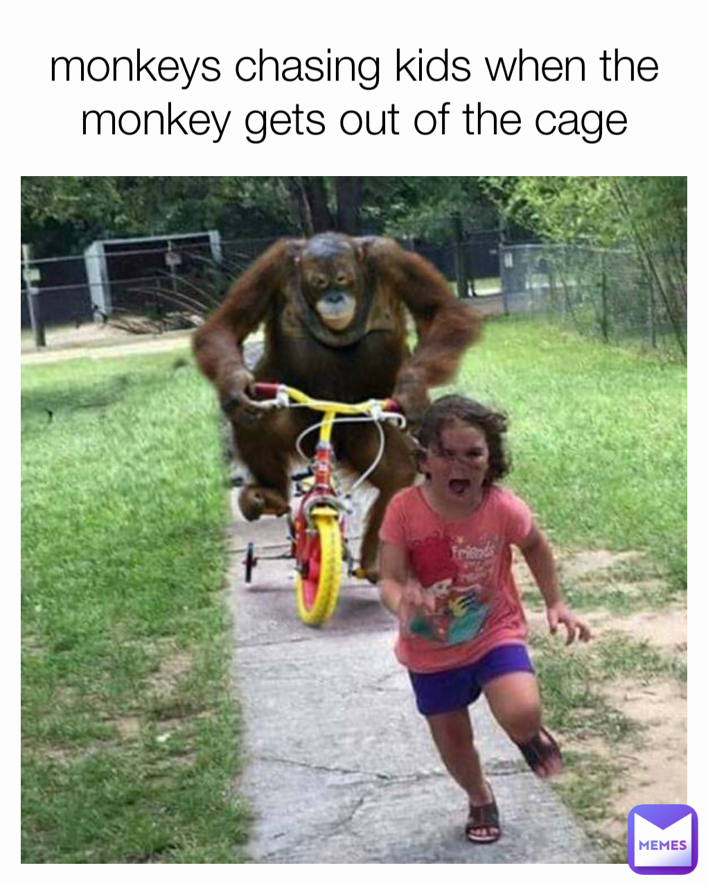 monkeys chasing kids when the monkey gets out of the cage