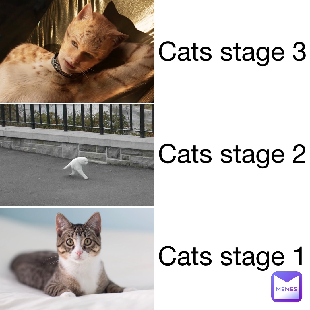 Cats stage 3 Cats stage 2 Cats stage 1