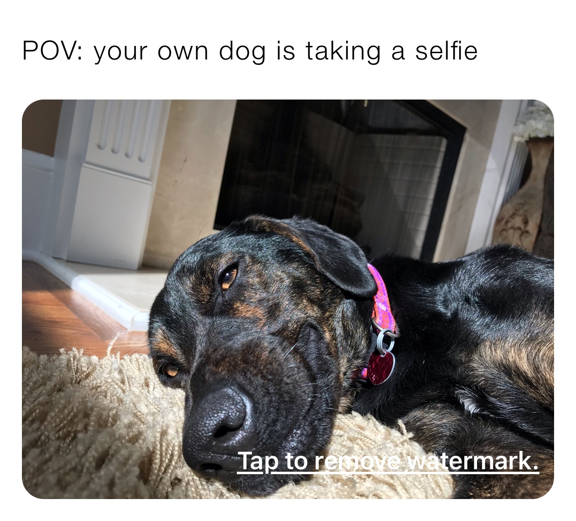 POV: your own dog is taking a selfie