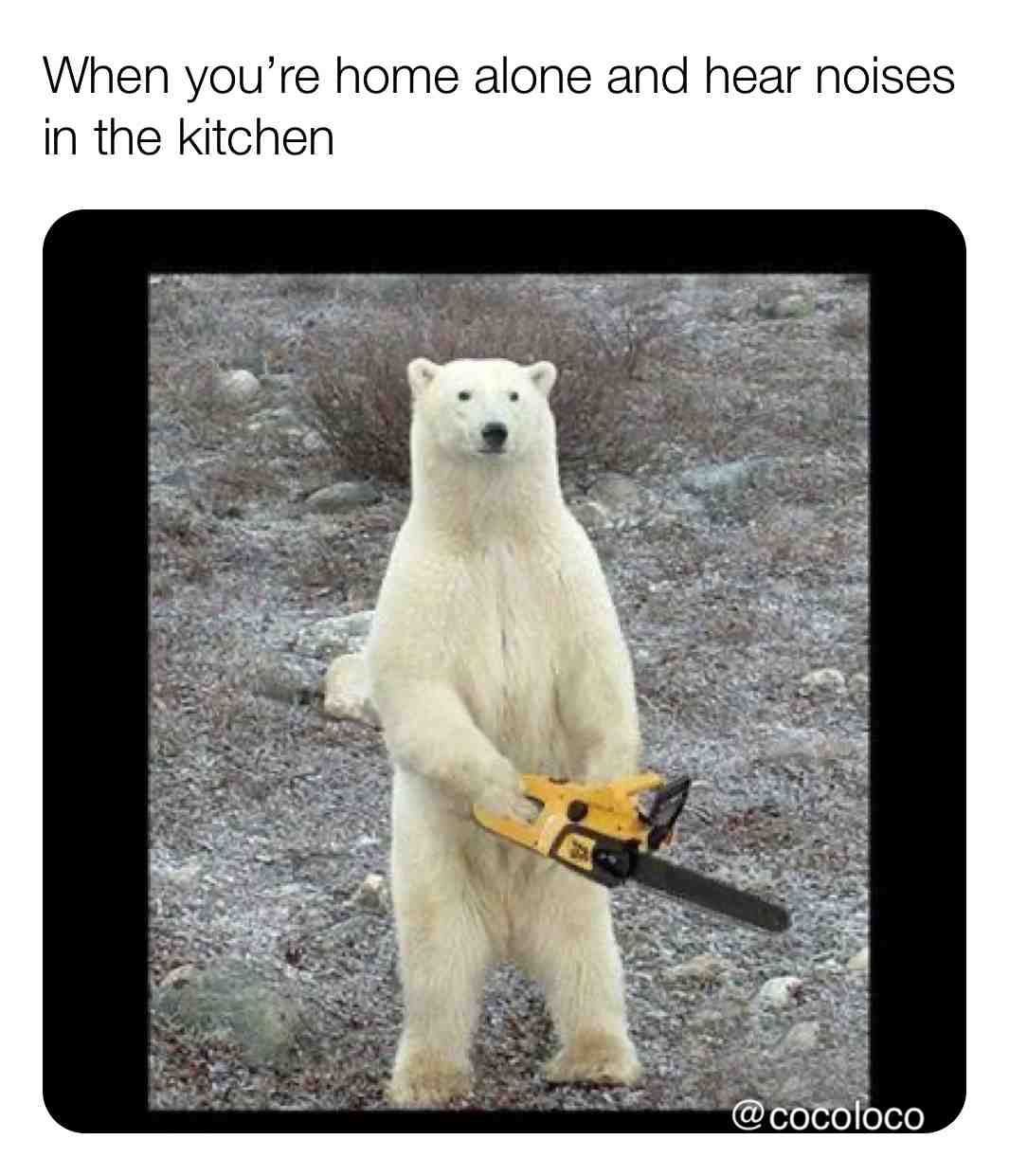 Who can relate?
#noises #kitchen #paranoid #polarbear #chainsaw