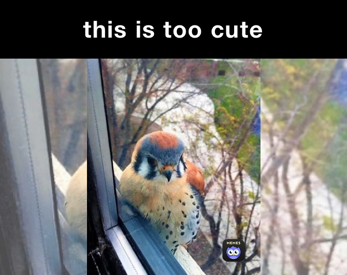 cute bird meme