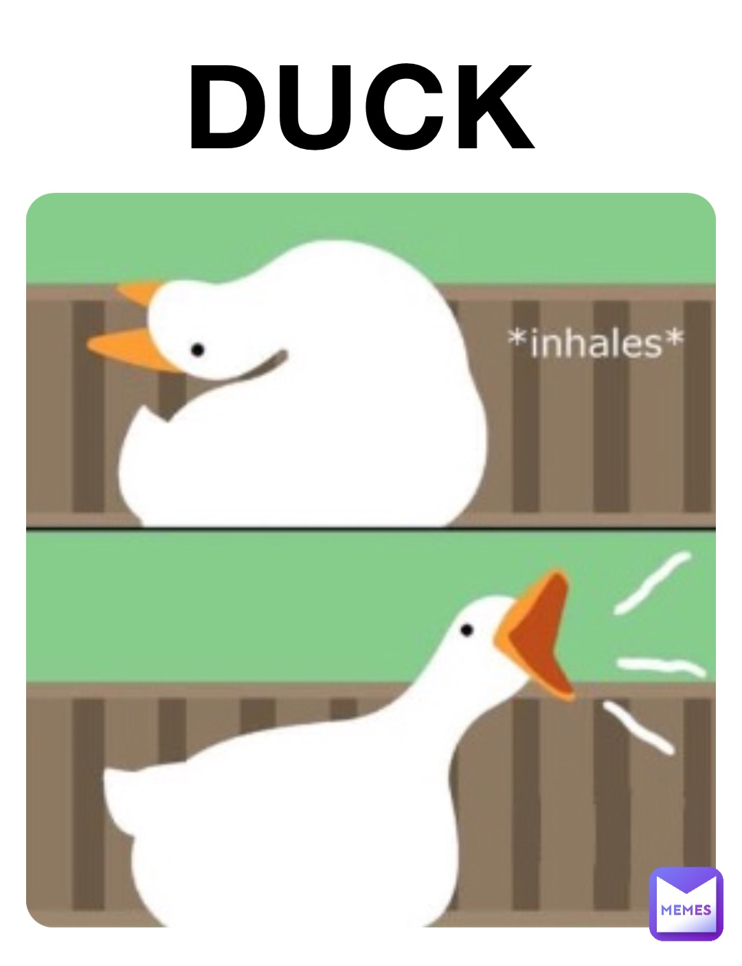 DUCK