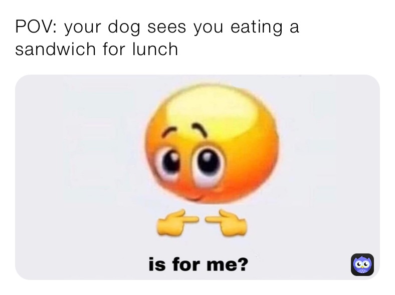 POV: your dog sees you eating a sandwich for lunch